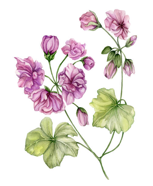 Beautiful pelargonium flower twig with green leaves and closed buds isolated on white background Beautiful pelargonium flower twig with green leaves and closed buds isolated on white background. Watercolor painting. Hand painted floral illustration. african geranium stock illustrations