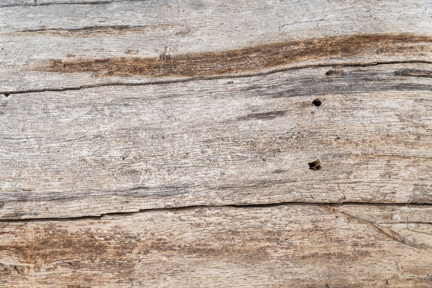 istock Texture of the old pine boards with cracks 1126199728