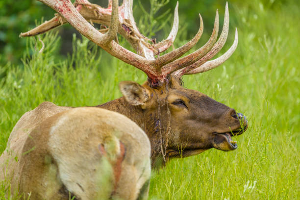 istock Jasper National Park in Alberta Canada 1126200694