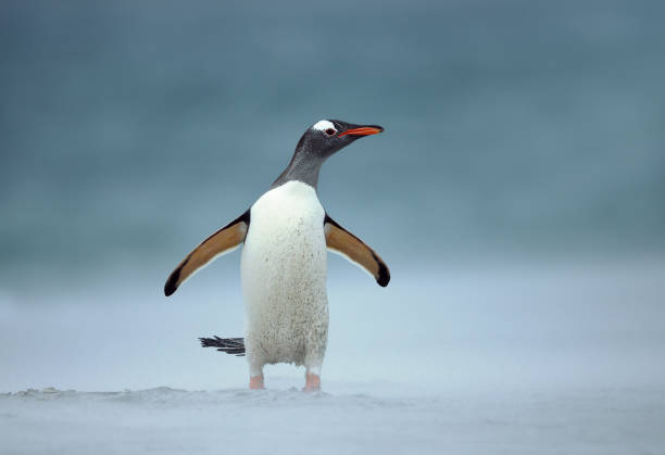 istock Gentoo penguin on a sandy coast on a windy day 1126204609