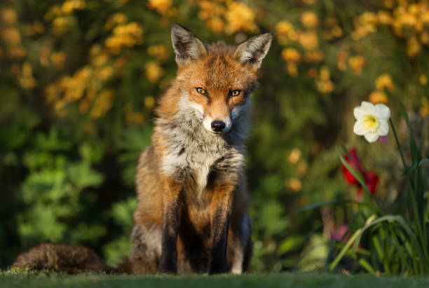 istock Red fox standing in the garden with flowers 1126204759