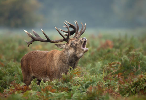 istock Red deer stag bellowing during rutting season 1126204778