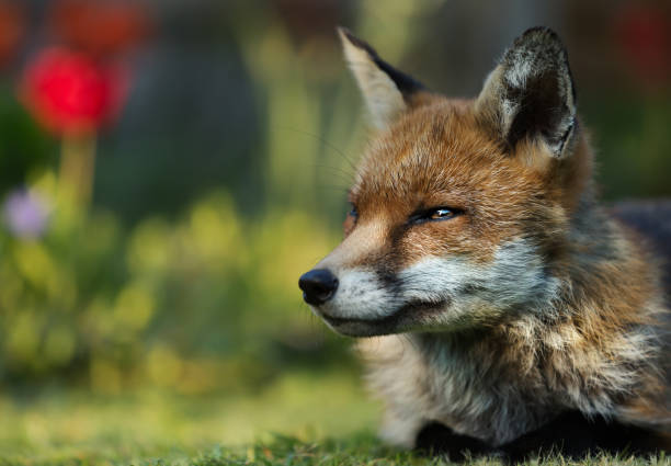 istock Close up of a Red fox lying in the garden 1126204811