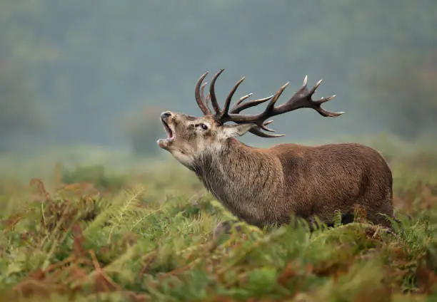 Close up of a Red deer stag bellowing during rutting season in autumn, UK.