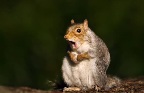 하 품 하는 회색 다람쥐의 클로즈업 - 다람쥐 뉴스 사진 이미지