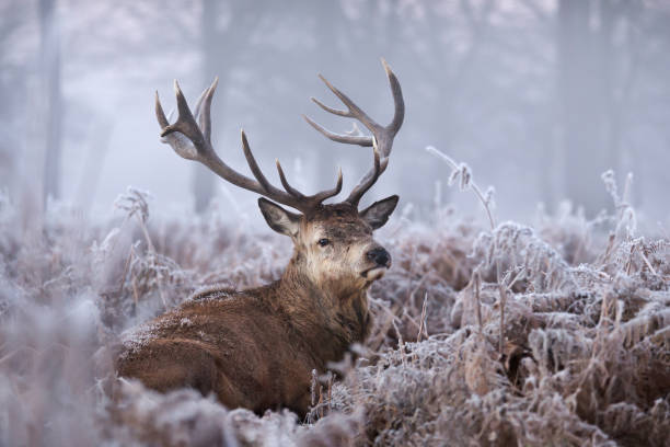 nahaufnahme von einem rothirsch hirsch im winter - deer portrait stock-fotos und bilder