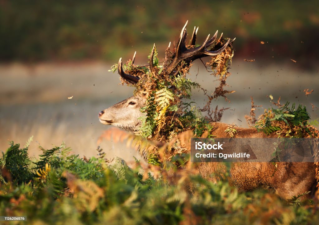 Deer Stag With Vegetation On Stock Photo - Image Now - Animal Wildlife, Antler - iStock