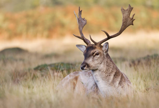 istock Fallow deer lying in the grass in autumn 1126206582