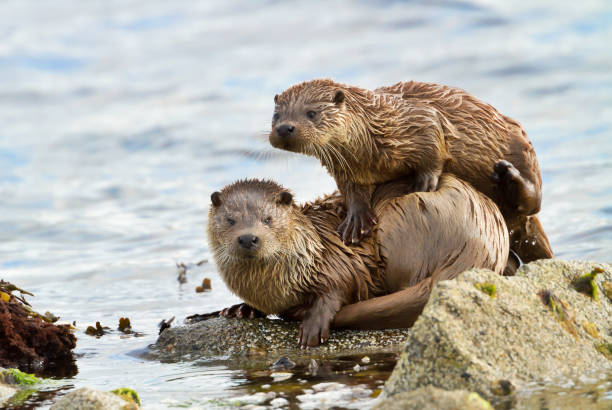 istock European otter with a playful cub 1126206828