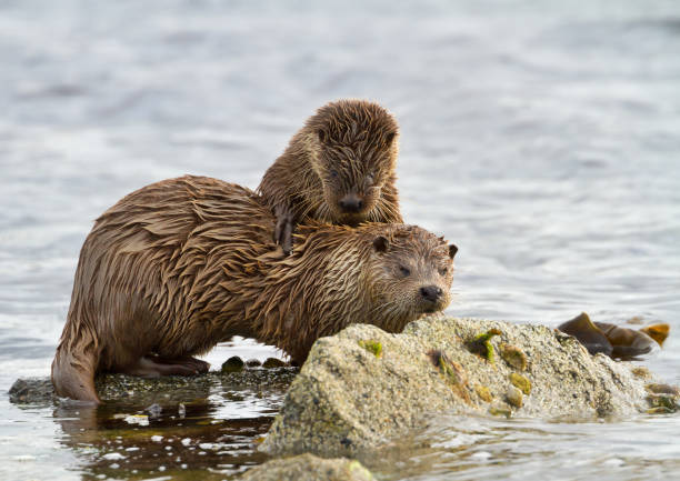 istock European otter with a playful cub 1126206850