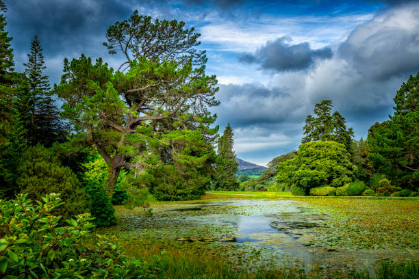 Muckross Abbey in Killarney National Park in County Kerry, Ireland