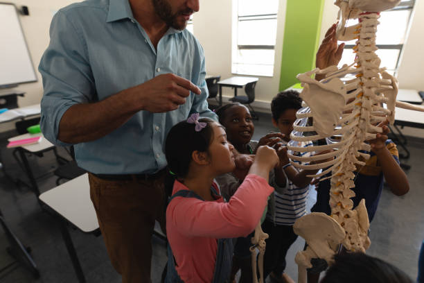 vue latérale de l’enseignant de sexe masculin expliquant le modèle squelette dans la salle de classe - anatomy classroom human skeleton student photos et images de collection