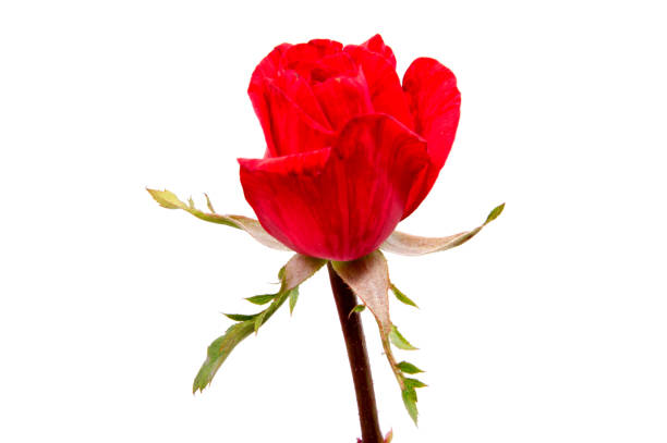 istock beautiful red rose isolated on white background 1126212787
