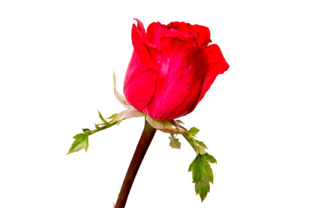 istock beautiful red rose isolated on white background 1126212802