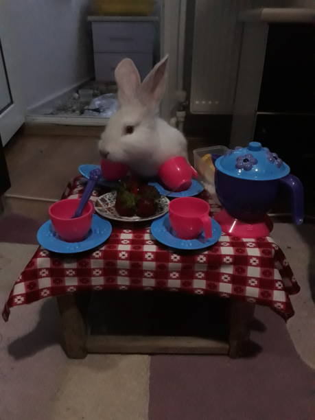istock Follow the white rabbit 1126213940