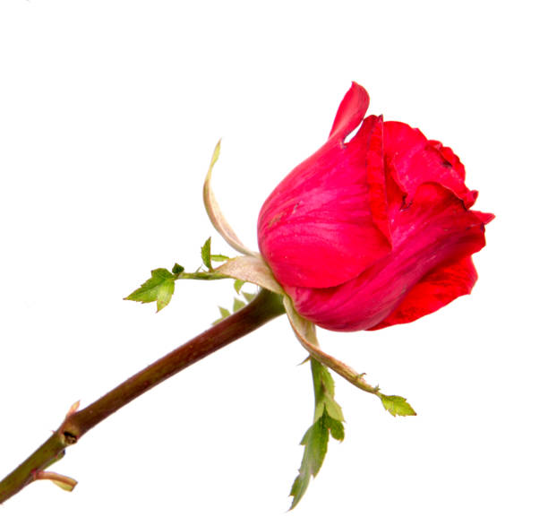 istock beautiful red rose isolated on white background 1126214116