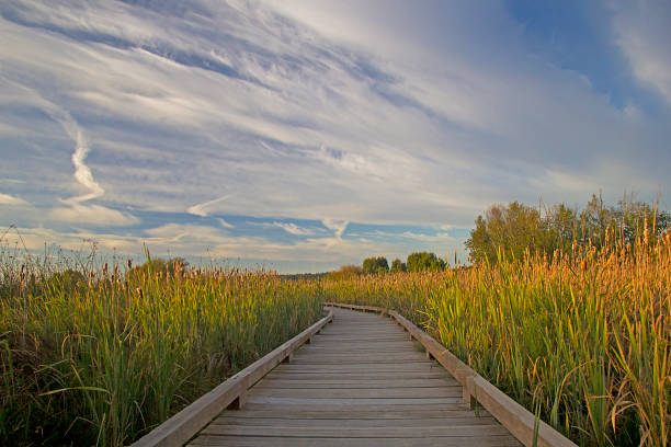 istock Nature Photography 1126214160