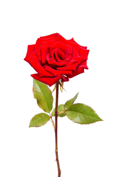 istock beautiful red rose isolated on white background 1126214870