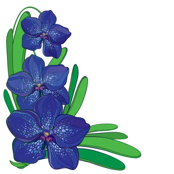 Vector illustration of Vector corner bouquet with outline blue Vanda orchid flower and green leaf isolated on white background. Epiphyte tropical flower.