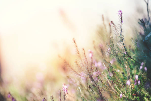 istock Good morning with Erica carnea 1126216522