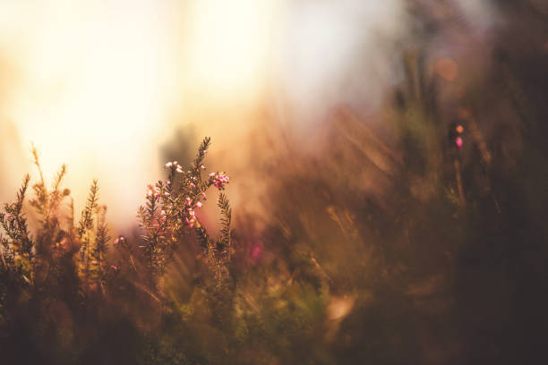istock Beautiful sunlight behind Erica carnea 1126216905