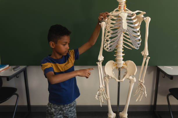 vista frontal de colegial explicando el modelo de esqueleto humano en aula - anatomy classroom human skeleton student fotografías e imágenes de stock
