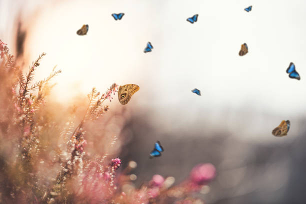 istock Butterflies around Erica carnea flowers 1126217445