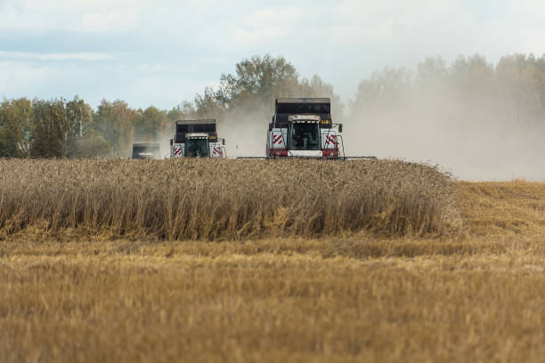 istock harvests of wheat by harvesters 1126218857