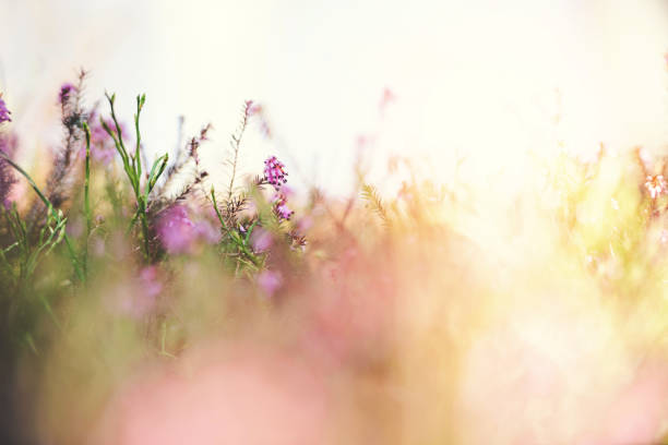 istock Erica carnea field 1126218998
