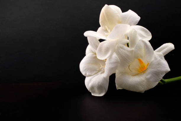 istock Freesia branch with white flowers on black background 1126219303