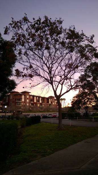 Morning in Los Angeles, Lone tree