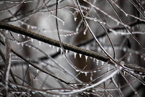 Ice and icicles coat limbs after a winter storm.