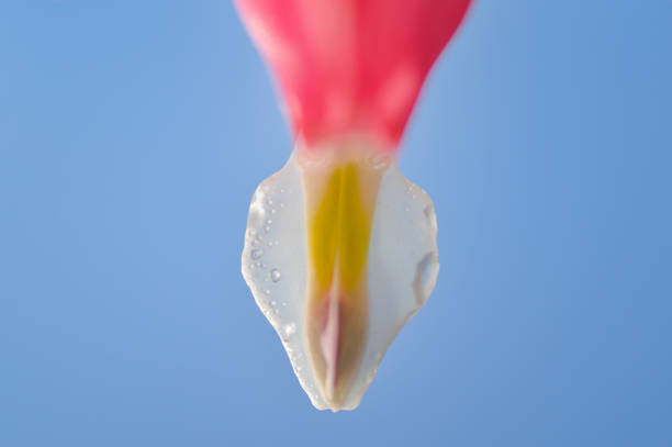 close-up of bleeding hearts flower stock photo