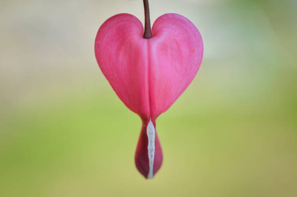 close-up of bleeding hearts flower stock photo