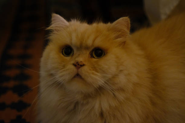 istock Fluffy Persian Cat Portrait 1126230450