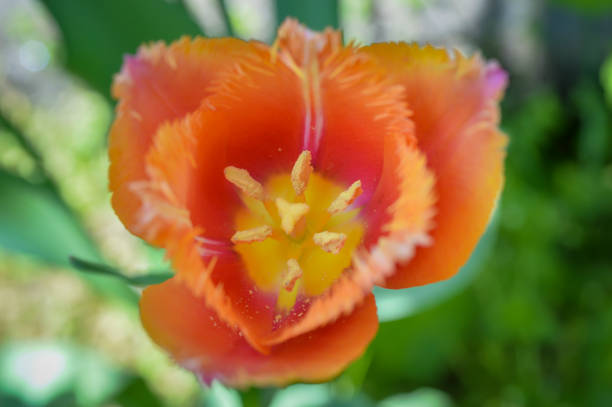 amazing tulip with jagged petals stock photo