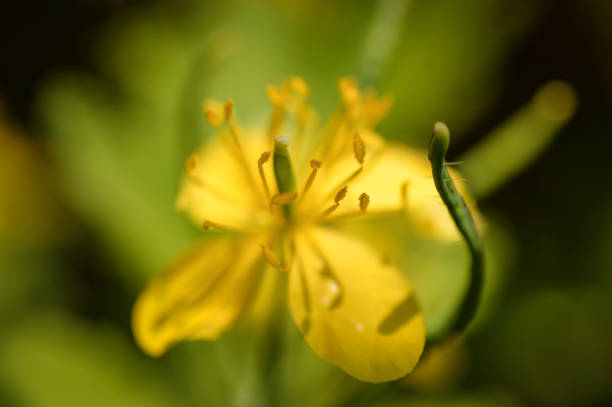 the beautiful yellow rapeseed flower stock photo