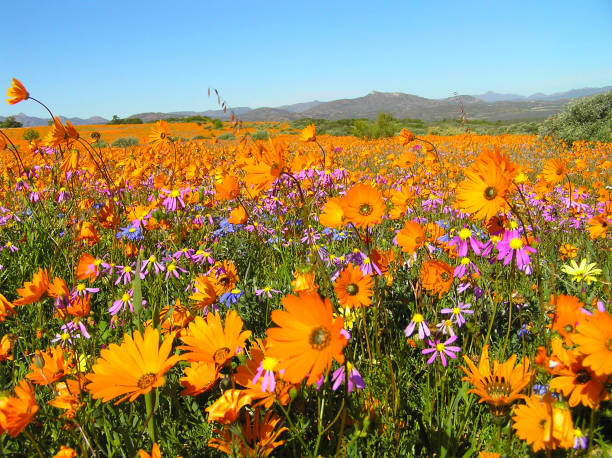 Flowers in the Namaqualand desert in South Africa stock photo