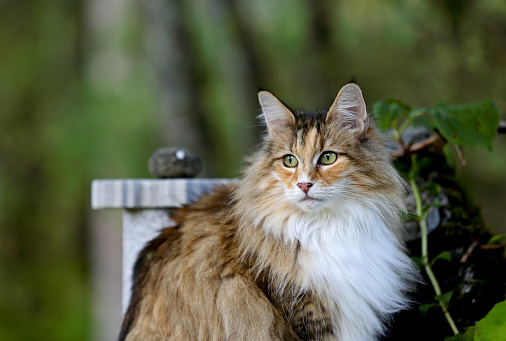 Beautiful female cat spending time in garden in the summertime