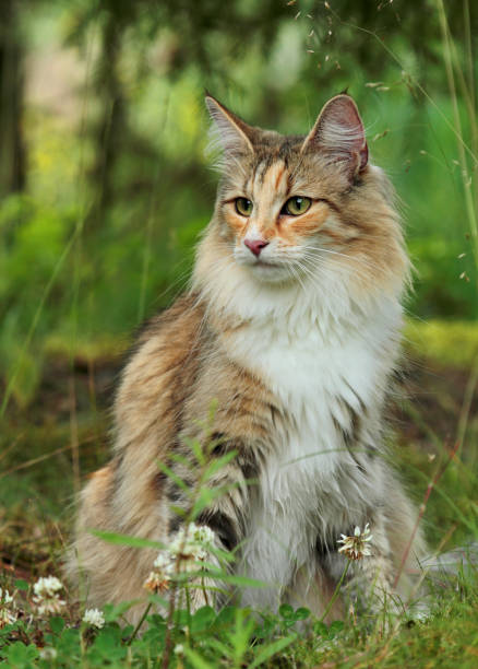 istock A pretty Norwegian forest cat female in meadow 1126235260
