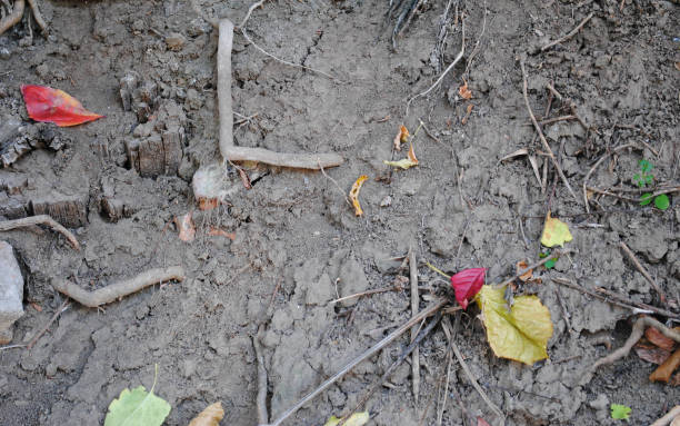 istock Background of ground with fallen leaves 1126237139