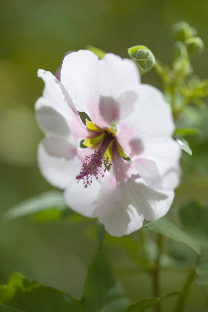istock Flora of Canary Islands - Malva acerifolia 1126237443