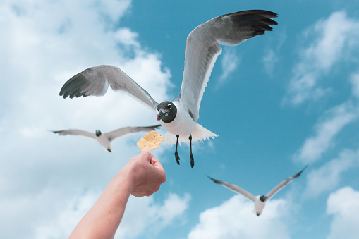 Close-up of Seagulls Eating Food From Hand