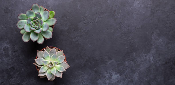 istock Succulents on a black stone table Copy space Top view Horizontal banner 1126240025