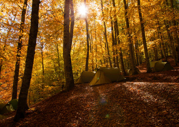istock Camping and tent under the pine forest 1126241461