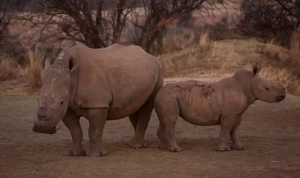 A mother and baby rhino pictured at the Plumari Game Reserve, South Africa, 2014.