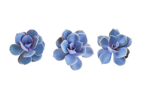 Succulents plant isolated. three blue flowers plant on white background. Design element for greeting cards, spring background or gardening.