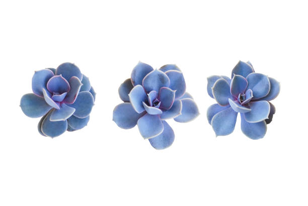 sukulenty roślin izolowane. trzy niebieskie kwiaty roślin na białym tle. element projektu dla kart okolicznościowych, tło wiosną lub ogrodnictwo. - cactus green environment nature zdjęcia i obrazy z banku zdjęć