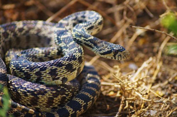 istock Close up of wild snake 1126244367
