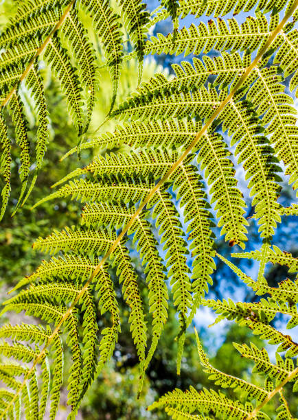 istock Bracken fern leaves back-lit by afternoon sunlight 1126245681